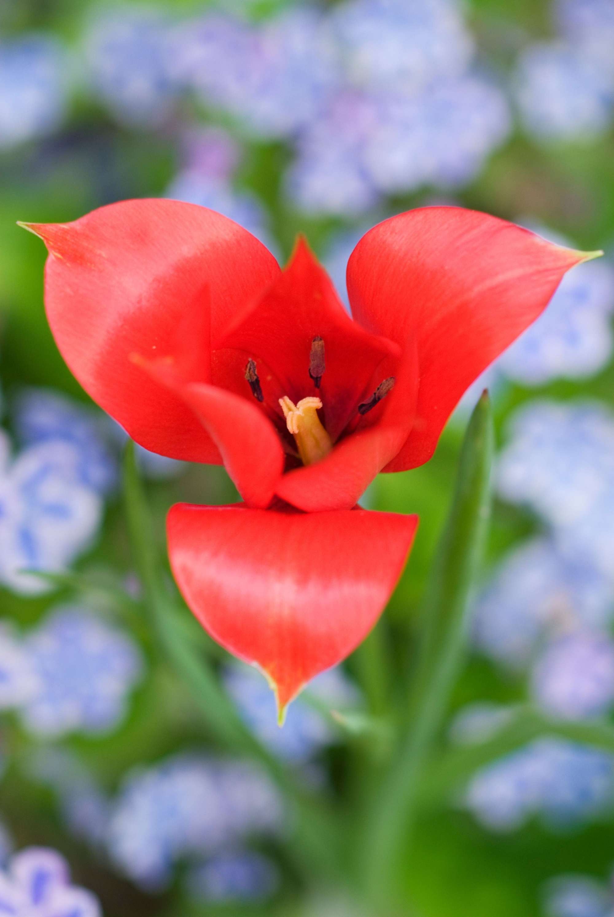 Botanisk Tulpan 'Linifolia'